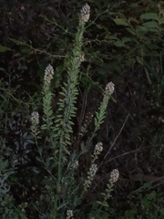 Reseda alba