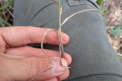 Cyperus albostriatus