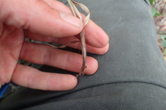 Cyperus albostriatus