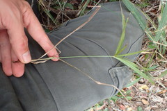 Cyperus albostriatus