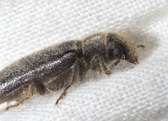 Melalgus plicatus