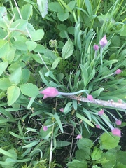 Allium brevistylum