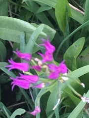 Allium brevistylum