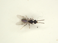 Technomyrmex albipes