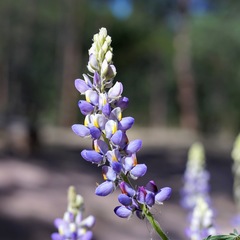 Lupinus neomexicanus