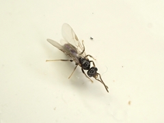Technomyrmex albipes