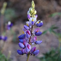 Lupinus neomexicanus