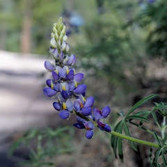 Lupinus neomexicanus