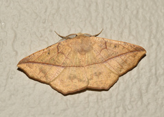 Psilocerea pulverosa