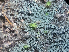 Charophyta