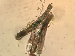 Charophyta
