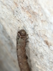 Peribatodes rhomboidaria