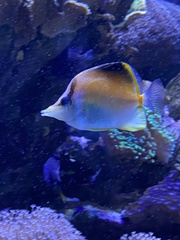 Chaetodontidae