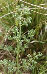 Prangos odontalgica