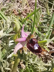 Ophrys bertolonii bertoloniiformis