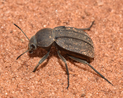 Somaticus