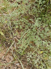 Prangos odontalgica
