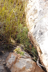 Gomphocarpus cancellatus