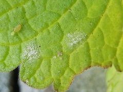 Neoerysiphe galeopsidis