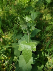 Bryonia cretica