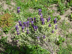 Lavandula stoechas stoechas