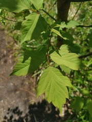 Acer negundo