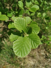 Alnus glutinosa