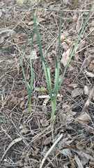 Allium oleraceum