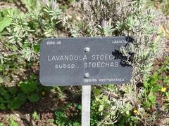 Lavandula stoechas stoechas