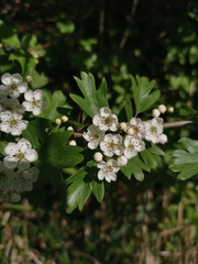 Crataegus monogyna