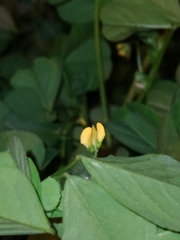 Medicago arabica
