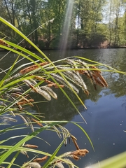 Carex