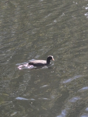 Fulica atra