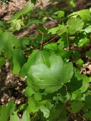 Acer campestre