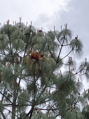 Cronartium conigenum