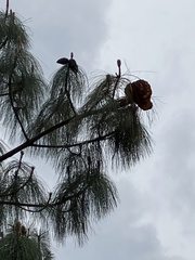 Cronartium conigenum