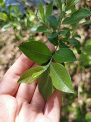 Salix caprea