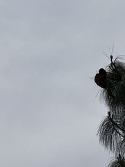 Cronartium conigenum