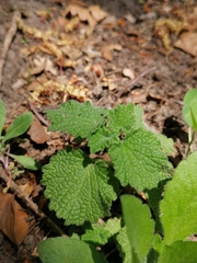 Ballota nigra