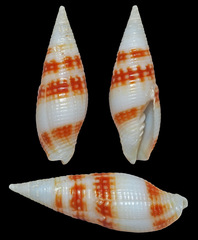 Pseudonebularia