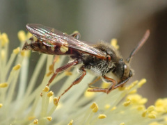 Nomada marshamella