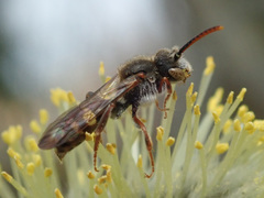 Nomada marshamella