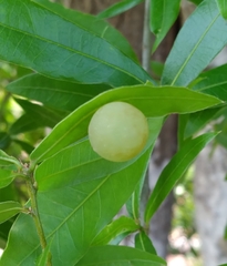 Amphibolips quercusracemaria