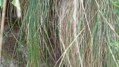 Festuca francoi