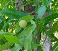 Amphibolips quercusracemaria