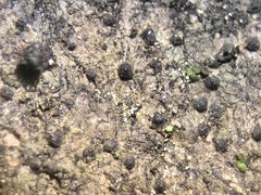 Pseudosagedia cestrensis