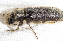 Melalgus plicatus