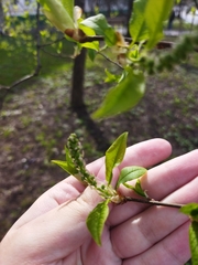 Prunus padus