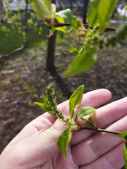 Prunus padus