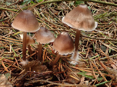 Mycena plumipes